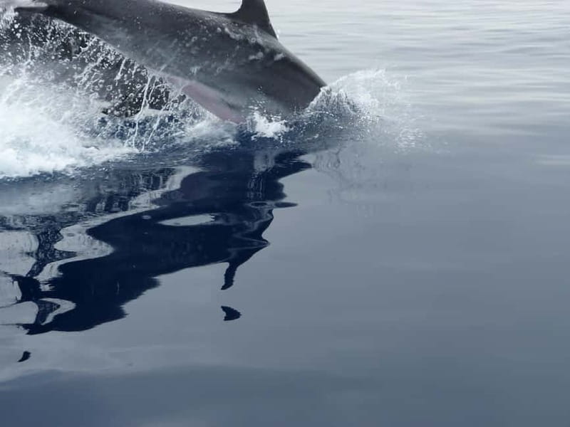 Fuengirola : 2 hours LUXURY Yacht Dolphin Trip DRINKS SNACKS - The Costa del Sol cruise: how the ride actually feels