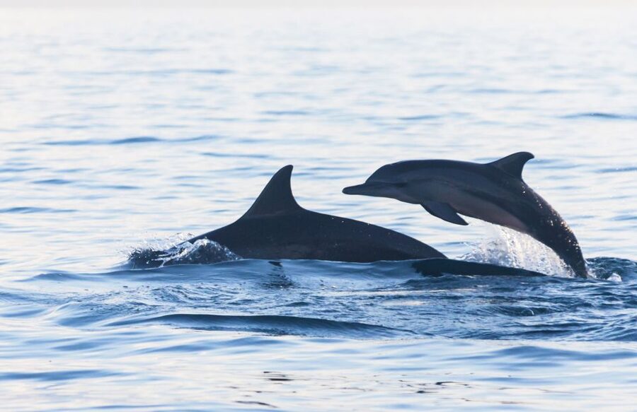 Fuengirola : 2 hours LUXURY Yacht Dolphin Trip DRINKS SNACKS - Luxury details you’ll feel: snacks, drinks, and swimming stairs