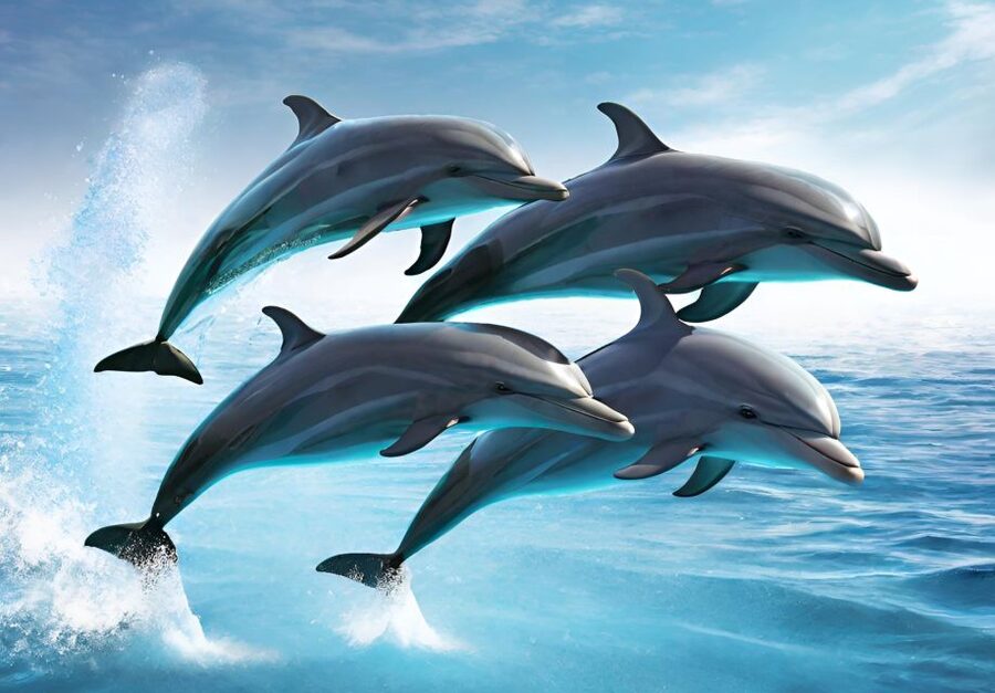 Fuengirola : 2 hours LUXURY Yacht Dolphin Trip DRINKS SNACKS - Crew and language: why it matters more than you think