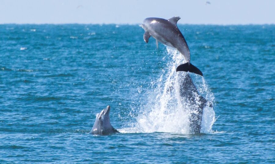 Fuengirola : 2 hours LUXURY Yacht Dolphin Trip DRINKS SNACKS - Price and value: what $47 covers in the real world