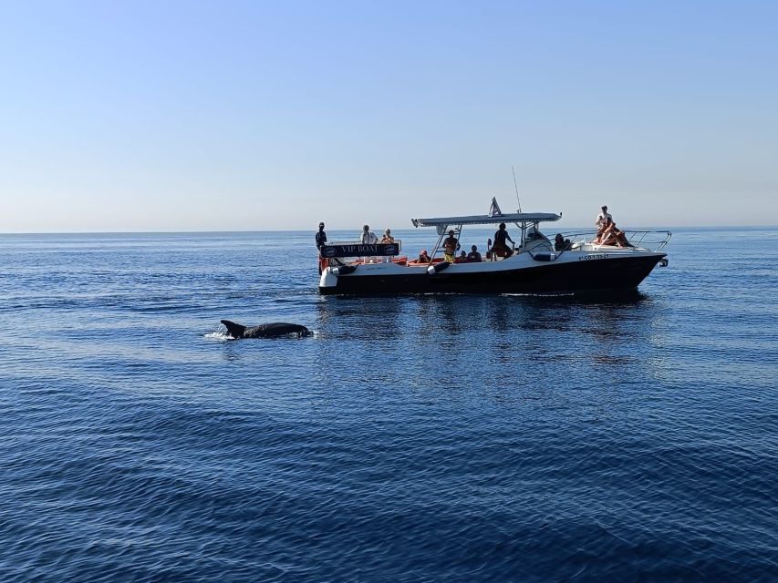 Fuengirola: Fantastic Dolphin Watching Yacht Tour with Drink - Learning about dolphins: more than just a sighting