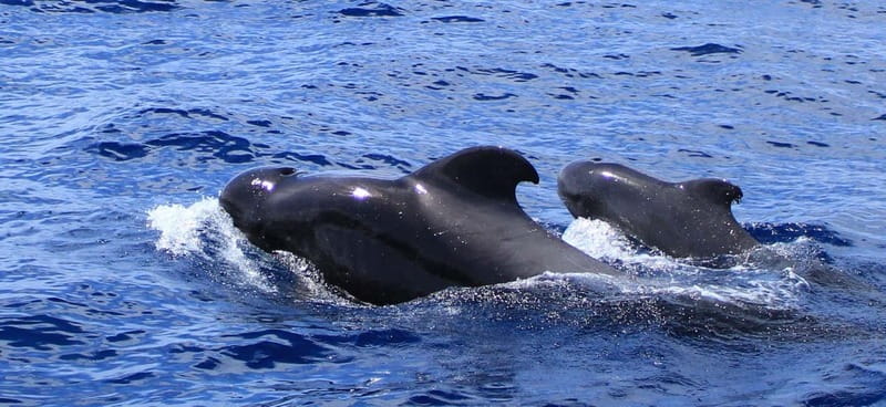 Fuerteventura: Dolphin watching and Lobo Island Combo Cruise - Corralejo to Lobos and back: the flow of a well-run 5-hour cruise