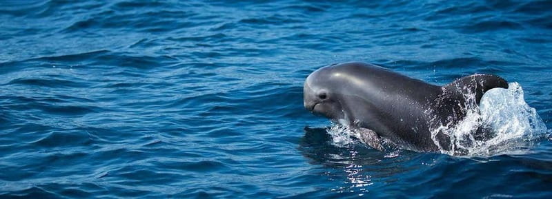 Fuerteventura: Dolphin watching and Lobo Island Combo Cruise - Dolphin and whale spotting: what the hunt feels like in real life
