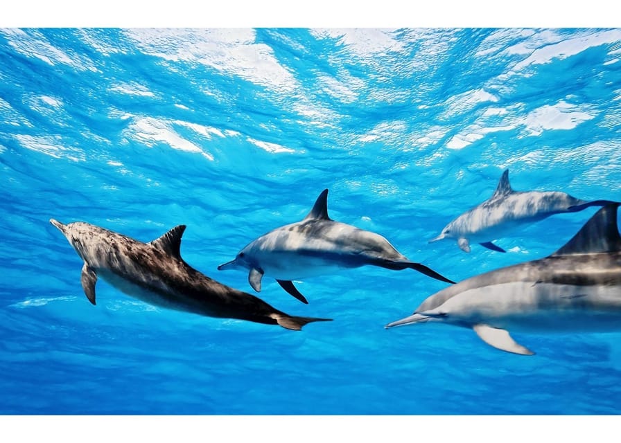 Fuerteventura: Whale & Dolphin Watching Boat Tour with Guide - Key highlights you’ll actually care about