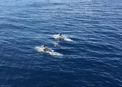 Fuerteventura: Whale & Dolphin Watching Boat Tour with Guide - Finding the meeting point at Barracuda Perdomo huts