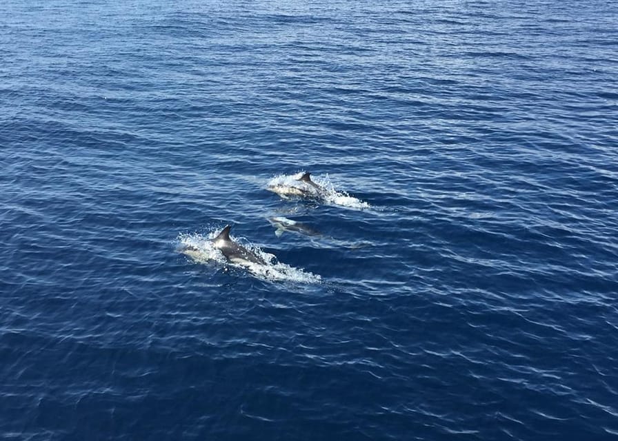 Fuerteventura: Whale & Dolphin Watching Boat Tour with Guide - Finding the meeting point at Barracuda Perdomo huts