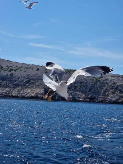 Full day boat-trip Medulin, blue Cave, Cres + dolphin search - Key highlights worth planning for