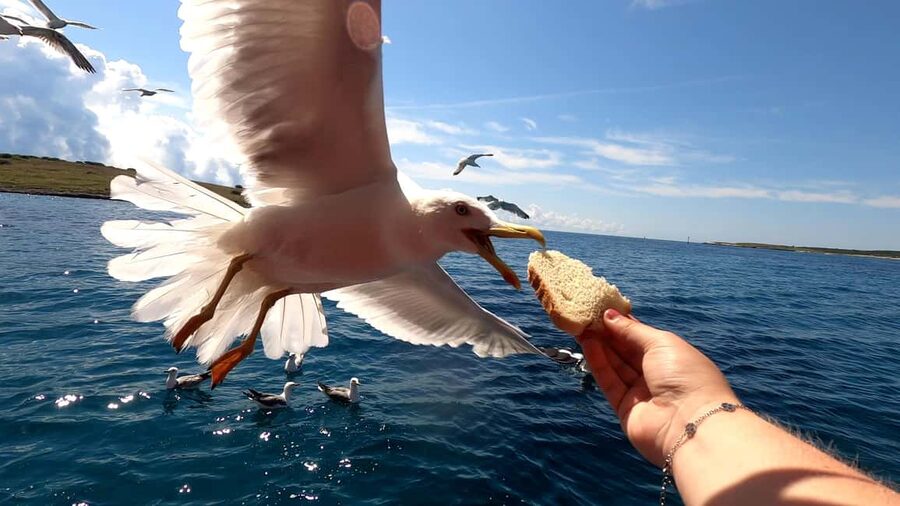 Full day boat-trip Medulin, blue Cave, Cres + dolphin search - Lunch onboard near Cres: included value and what to watch for