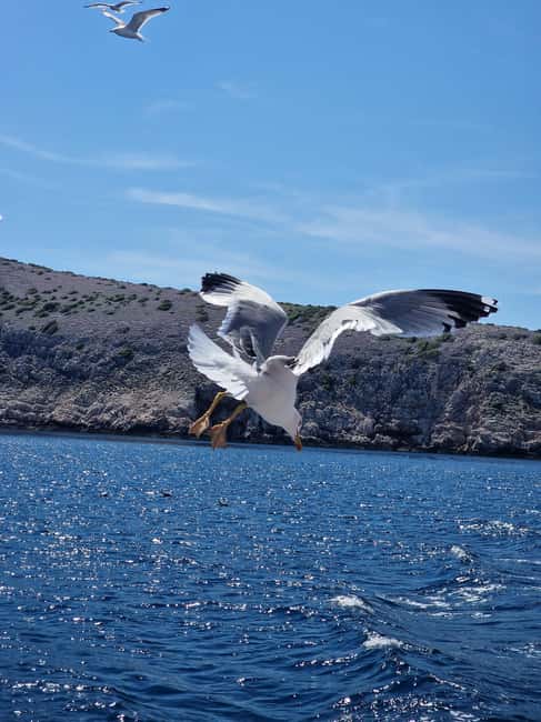 Full day boat-trip Medulin, blue Cave, Cres + dolphin search - Key highlights worth planning for