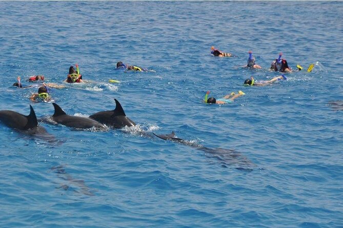 Full-day Dolphin House And Swim With Dolphin - How Pickup and Marina Transfer Really Work (Hotel location can change the cost)