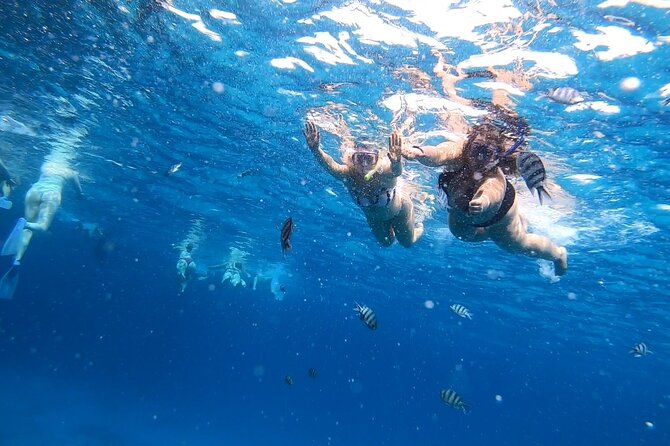 Full-day Dolphin House And Swim With Dolphin - Dolphin House Search: Three Stops to Find Dolphins (No 100% Promise)