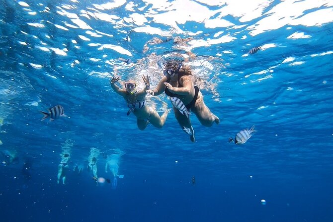 Full-day Dolphin House And Swim With Dolphin - Lunch on the Boat: Kofta, Fish, Pasta, Rice, Salads, and Fruit