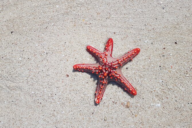 Full day Dolphin tour, Nungwi and Kendwa Beach Tour with Lunch - A full-day Zanzibar circuit: dolphins, reefs, turtles, village stops, and sunset