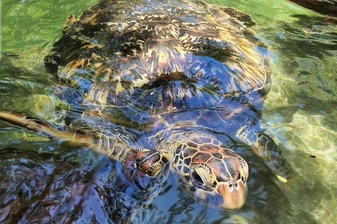 Full day Dolphin tour, Nungwi and Kendwa Beach Tour with Lunch - Price and value: what $130 buys for a 10-hour day