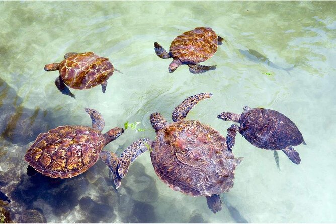 Full day Dolphin tour, Nungwi and Kendwa Beach Tour with Lunch - Who this tour is best for (and who should skip it)