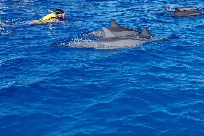 Full-Day Dolphin Watching Cruise in Mauritius - Crystal Rock snorkeling: reefs, not just dolphin time