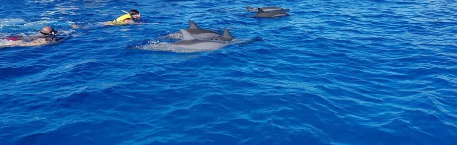 Full Day Dolphins Watching Ile aux Benitiers & Crystal Rock - Key Things That Make This Dolphin + Reef Day Worth It