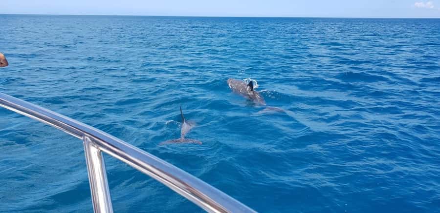 Full Day Dolphins Watching Ile aux Benitiers & Crystal Rock - Price and Logistics: What $159 Buys You (and What It Doesn’t)