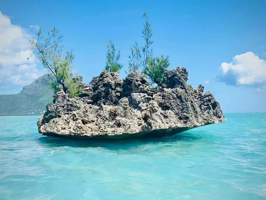 Full Day Dolphins Watching Ile aux Benitiers & Crystal Rock - Dolphin Time in the Tamarin Bay Area: How to Get the Best Experience
