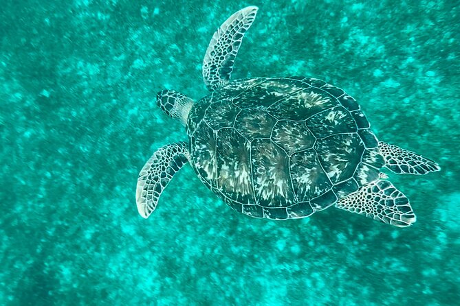Full day EN Catamaran Martinique Dolphins and Turtles - Why A Small-Group Dolphin and Turtle Day Makes Sense in Martinique
