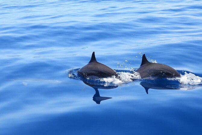 Full day EN Catamaran Martinique Dolphins and Turtles - Dolphin Search Morning: Fruit, Wind, and the First Swim at Anse d’Arlet