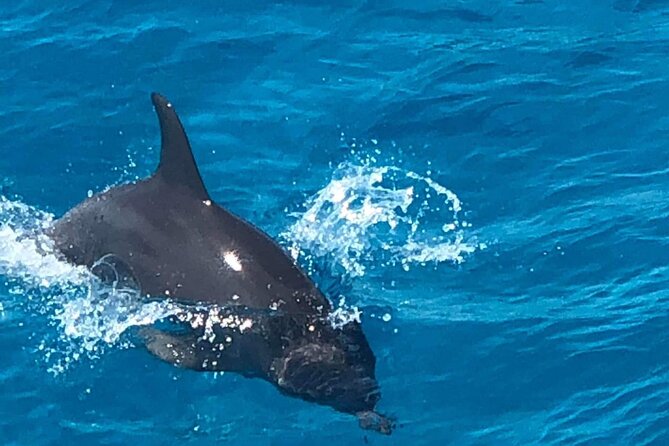 Full-Day Experience with Dolphins and Snorkeling in Red Sea - Key highlights you’ll care about