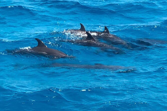 Full-Day Experience with Dolphins and Snorkeling in Red Sea - A full 8-hour plan: pickup, boat, and getting to the dolphin area