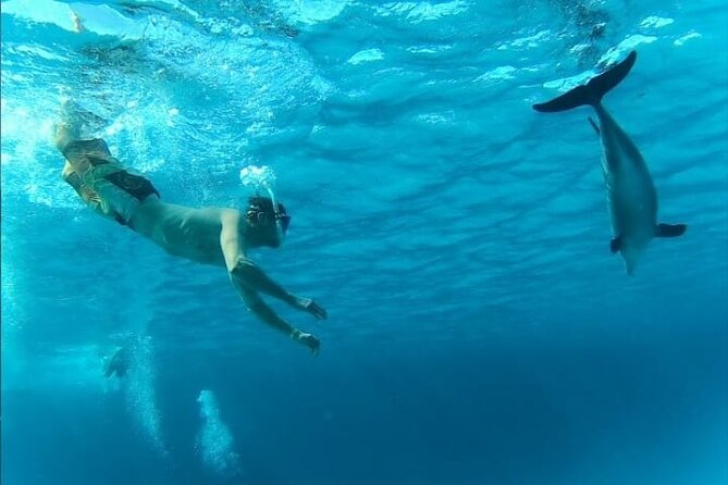 Full-Day Experience with Dolphins and Snorkeling in Red Sea - Price and value: what $32.16 covers, and what it doesn’t