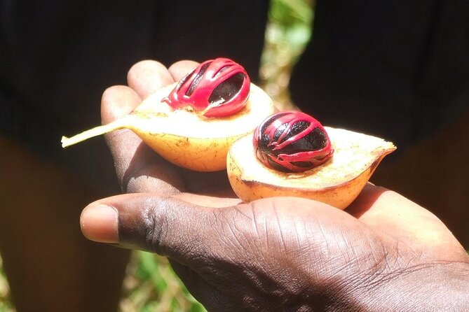 Full-Day Guided private Dolphins tour+ Monkeys + Stone town &spice Farm Zanzibar - Tangawizi Spice Farm and Persian Baths: The smell of Zanzibar with a historical backbone
