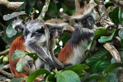 Full-Day Guided private Dolphins tour+ Monkeys + Stone town &spice Farm Zanzibar - Jozani Chwaka Bay: Red colobus, mangroves, and wildlife viewing that makes sense