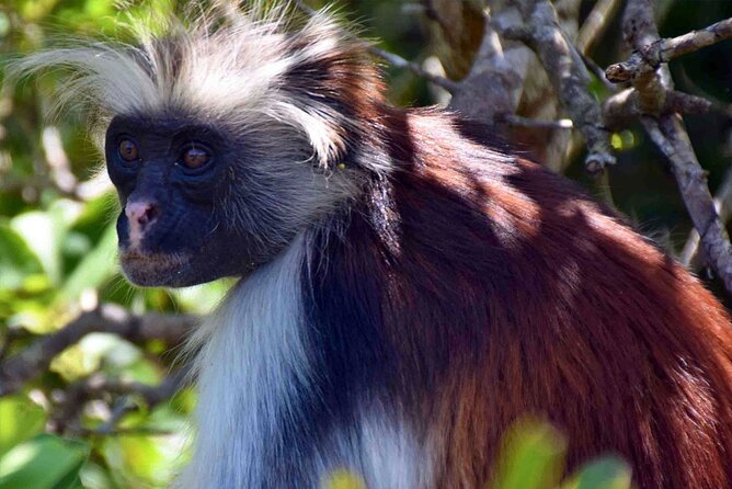 Full-Day Guided private Dolphins tour+ Monkeys + Stone town &spice Farm Zanzibar - My booking verdict: Should you book this Zanzibar day?