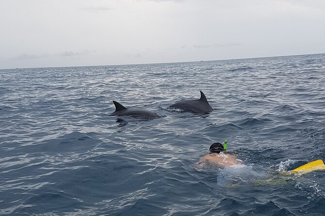 Full - Day Private Zanzibar Tour with dolphins & Sunset Beach - What You’ll See: Dolphins, Fish Variety, Turtles, and the Realistic Mindset