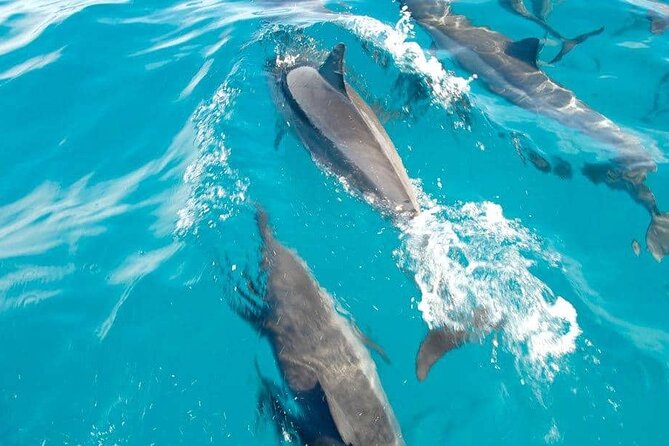 Full day Shared Speedboat Tour - South West Lagoon Dolphin Swim - Dolphin swim in the South-West lagoon: what to expect and what not to