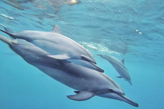 Full day Shared Speedboat Tour - South West Lagoon Dolphin Swim - Crystal Rock snorkeling near Le Morne: short, scenic, and photo-friendly