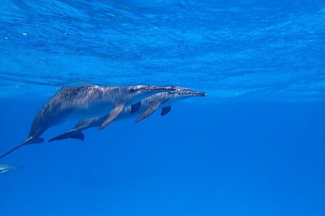 Full Day Snorkeling in Hurghada Dolphin House - Banana and sofa boat rides: Ending with a different kind of splash