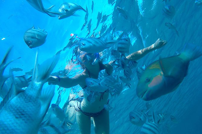 Full-Day Snorkeling with Dolphins in Hurghada with Lunch - Key highlights to know before you go