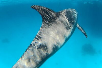 Full-Day Snorkeling with Dolphins in Hurghada with Lunch - Two snorkeling areas: where the reefs and fish come into focus