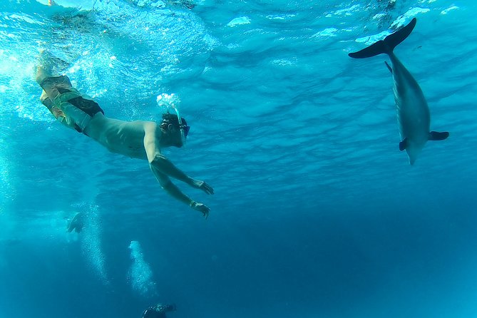 Full-Day Snorkeling with Dolphins in Hurghada with Lunch - Price value: why $15 can be a great deal, and when to be careful