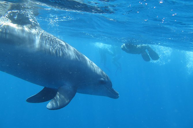 Full-Day Snorkeling with Dolphins in Hurghada with Lunch - Weather and sea conditions: the real factor that changes the whole day