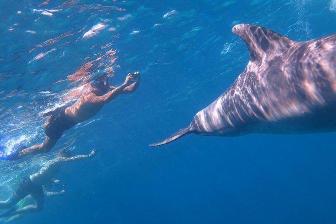 Full-Day Snorkeling with Dolphins in Hurghada with Lunch - Dolphin interaction style: waiting, chasing, and keeping it respectful