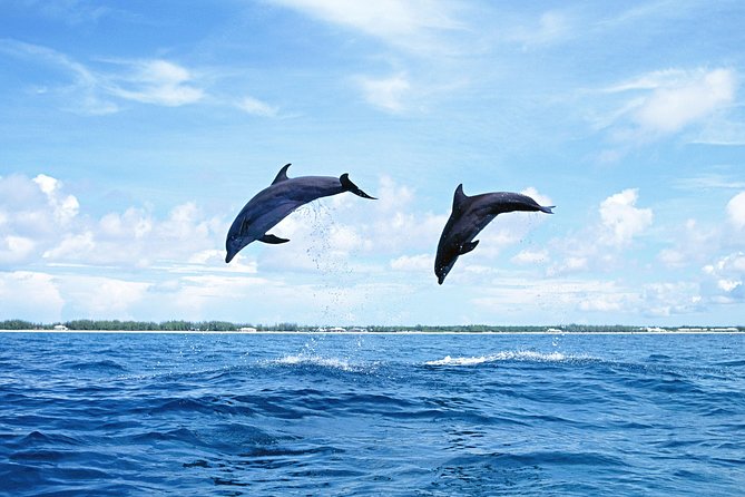Full-Day Swimming with Dolphins and Casela Nature Park Tour in Mauritius - Price and value: what $101.01 is really paying for