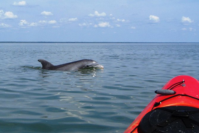 Fully Guided Kayaking Backwater Manatee and Dolphin Tour - Why Cocoa Beach’s Thousand Islands Kayak Route Is Worth Your Time