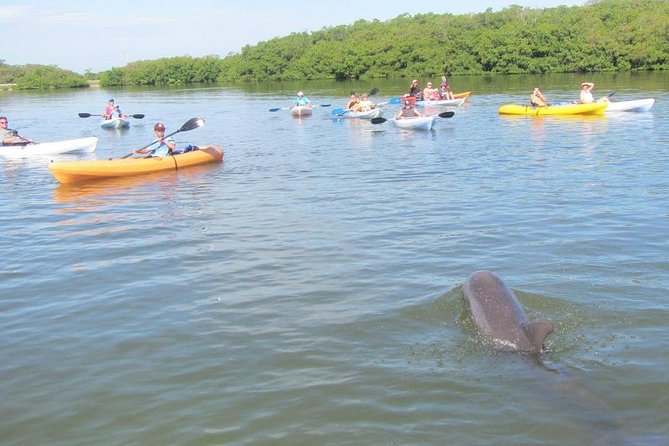 Fully Guided Kayaking Backwater Manatee and Dolphin Tour - What “Private, Guided, and Wildlife-Focused” Means for Your Day