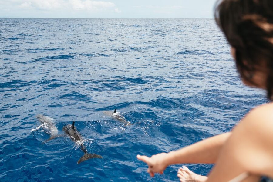 Funchal Bay: Dolphin & Whale Watch Luxury Catamaran Cruise - Cabo Girão: the anchored cliff stop and the snorkel/swim moment