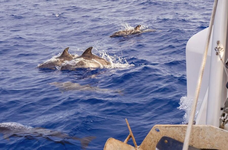 Funchal Bay: Dolphin & Whale Watch Luxury Catamaran Cruise - Comfort on board: seating, shade, and the little details that matter