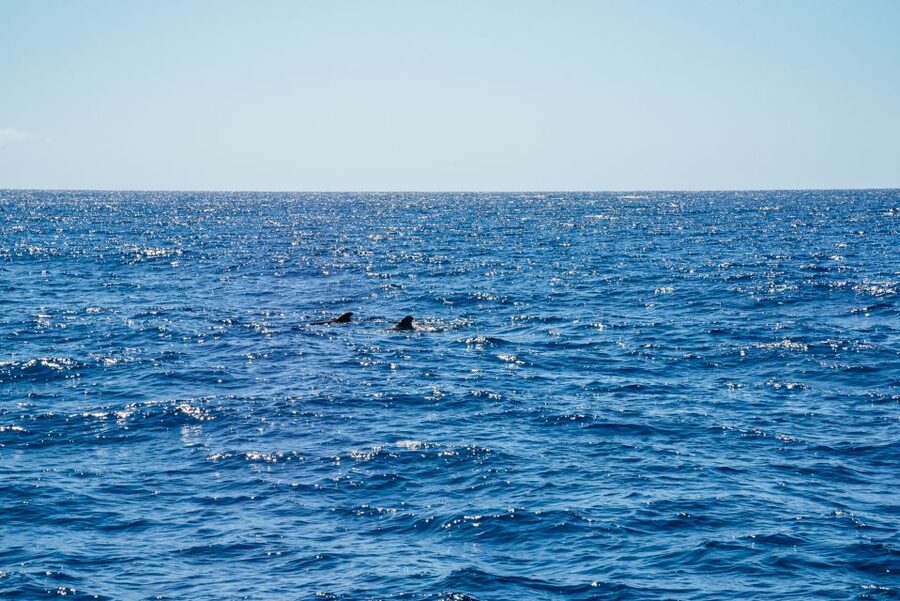 Funchal: Dolphin and Whale Watching by Luxury Catamaran - Spotting Dolphins and Whales Off Funchal: What You Can Realistically Expect