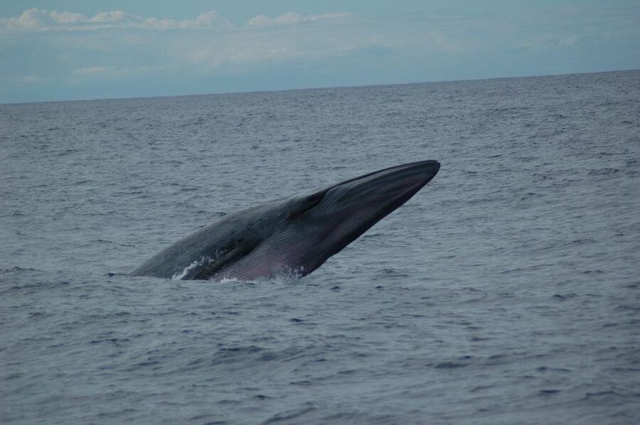 Funchal: Dolphin and Whale Watching Catamaran Cruise - Quick Hits Before You Go