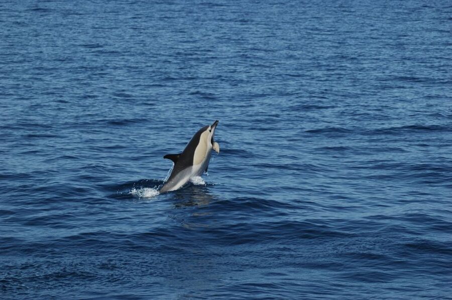 Funchal: Dolphin and Whale Watching Catamaran Cruise - Wildlife Watching That Tries to Be Respectful