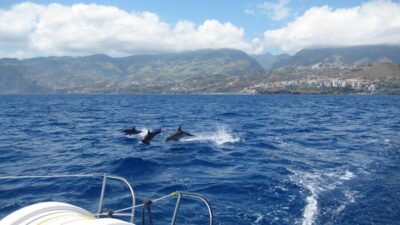 Funchal: Dolphin and Whale Watching Catamaran Cruise - Cabo Girão Water Search: Where the Sightings Happen