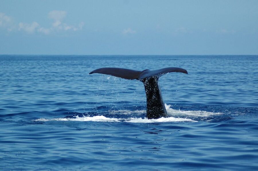Funchal: Dolphin and Whale Watching Catamaran Cruise - The 3-Hour Flow: How Your Time Gets Used